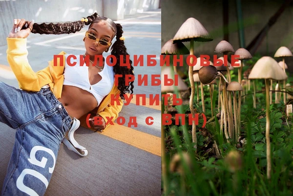 стаф Алзамай
